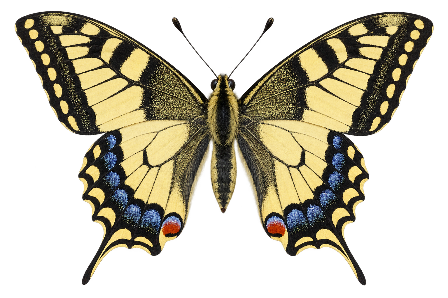 Swallowtail: a yellow sail with two tails