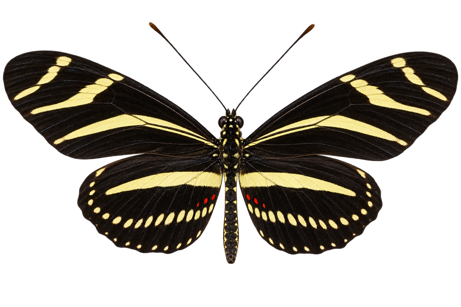 Zebra longwing: stripes and an unusual lunch