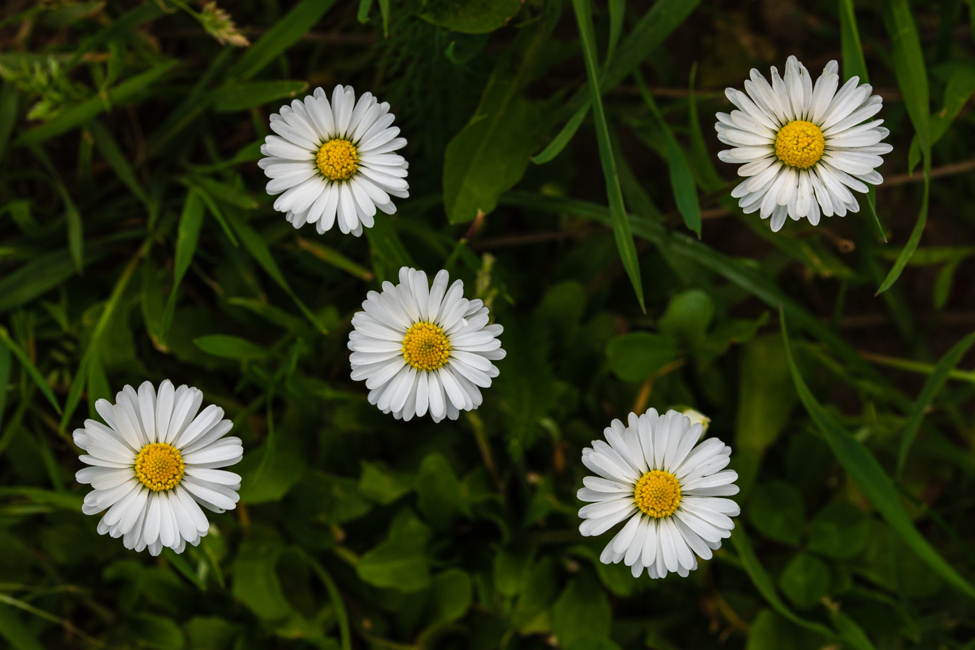 Bellis perennis