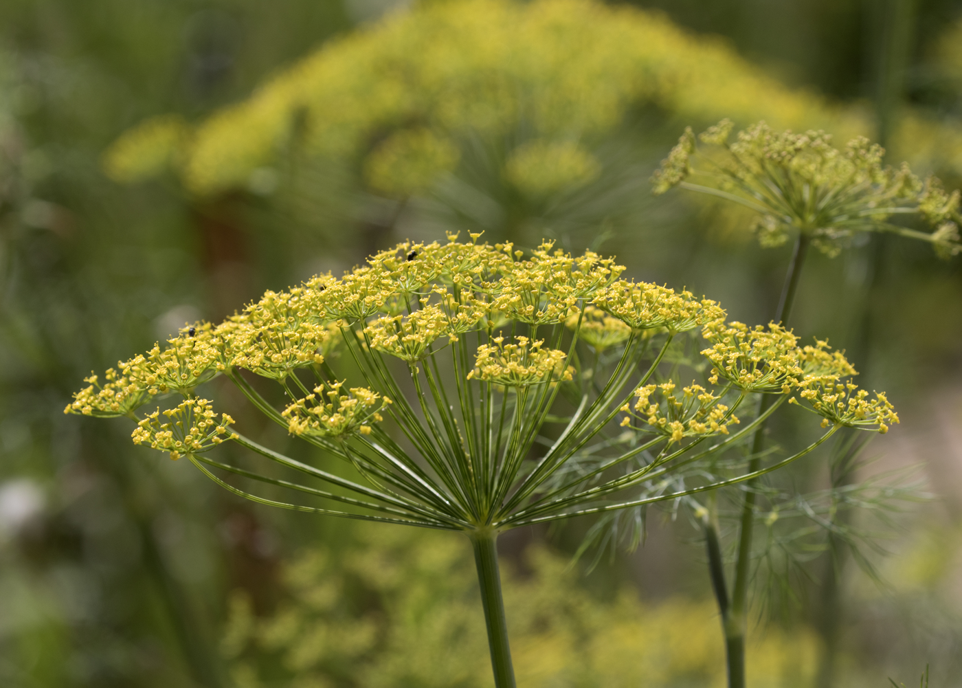 Anethum graveolens