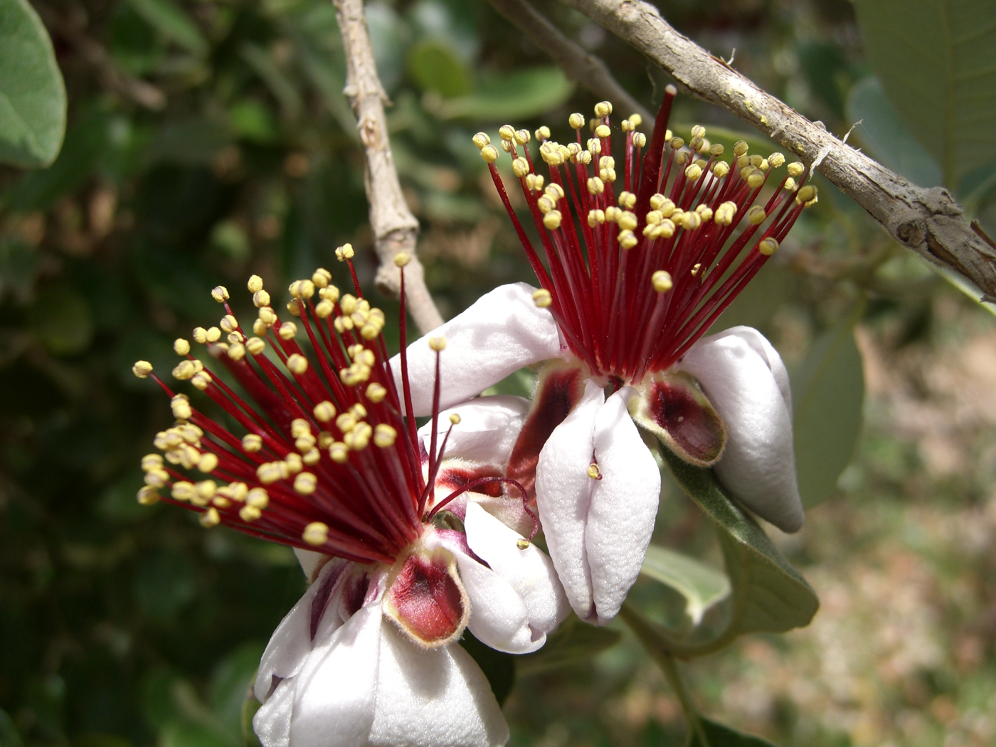 Acca sellowiana (Feijoa sellowiana)