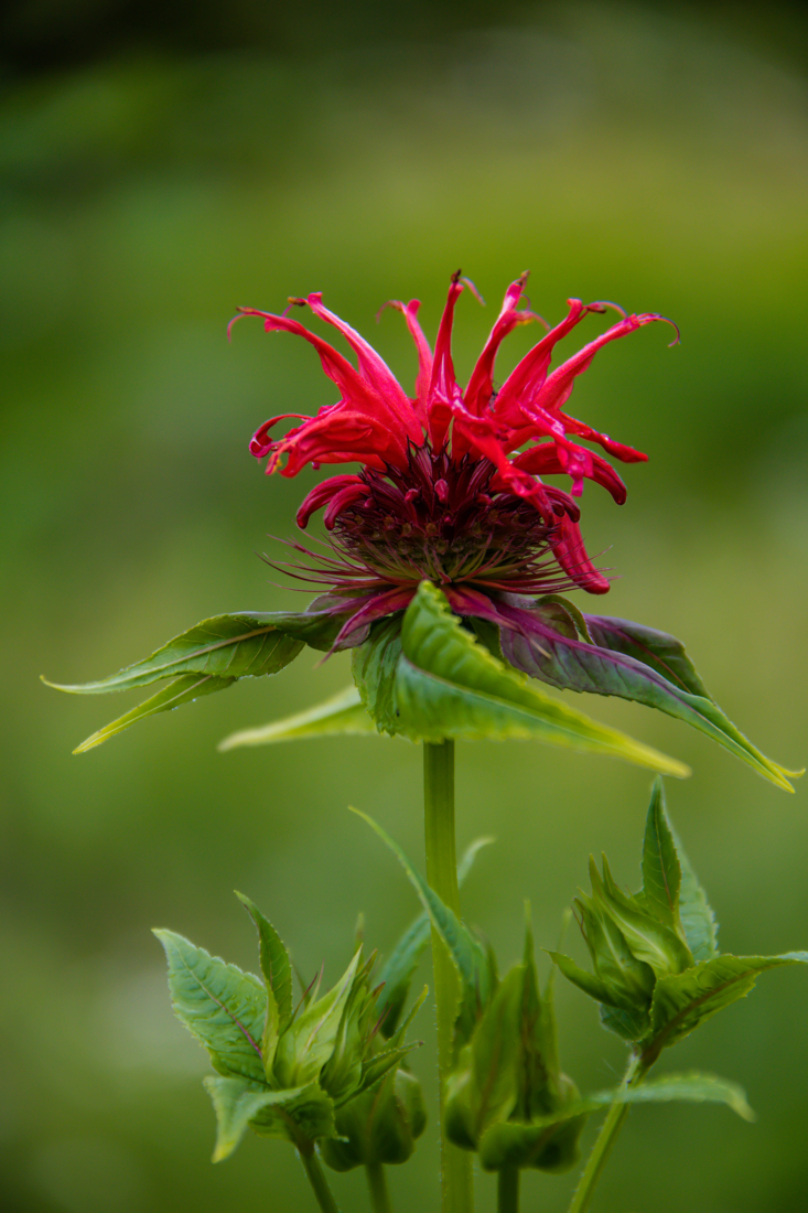 Monarda didyma
