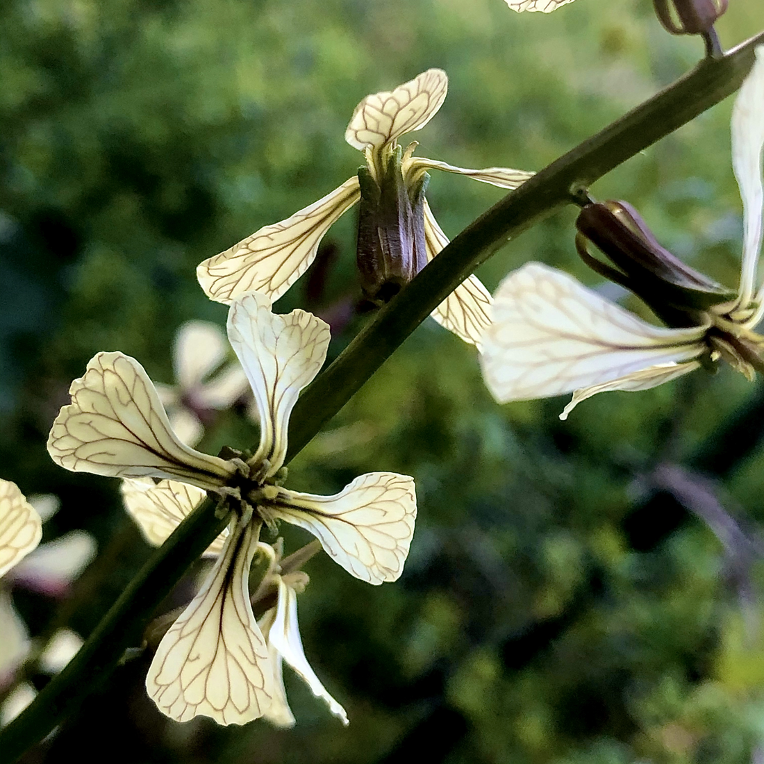 Eruca vesicaria subsp. sativa (Eruca sativa)