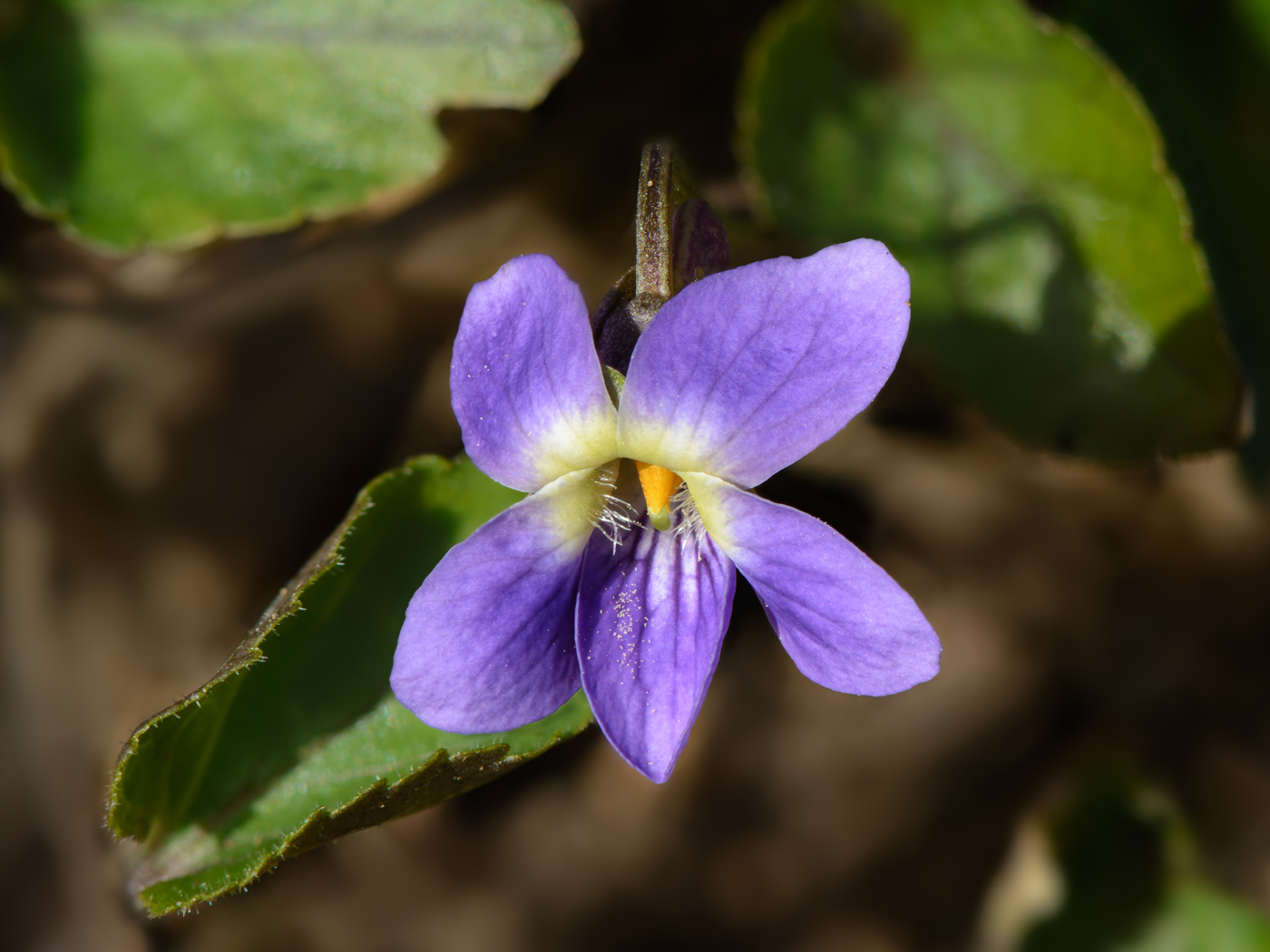 Viola odorata