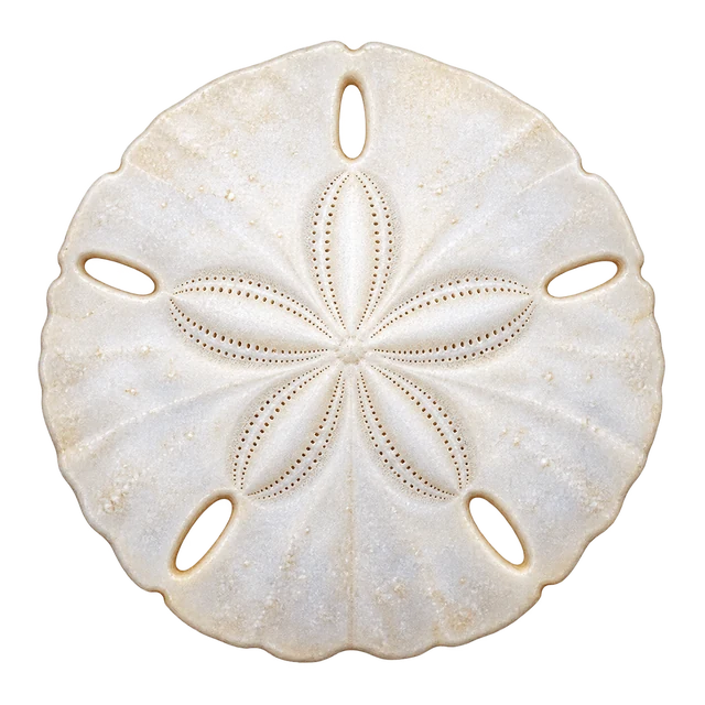 Five petals of the sea