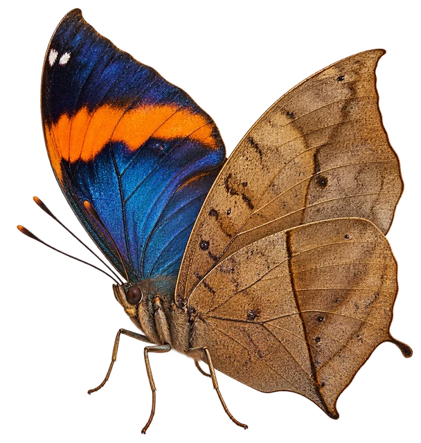 The Mystery of the Dry Leaf
