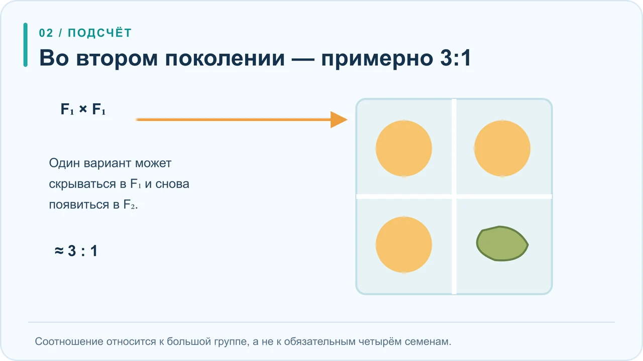Поколения гороха: единообразное первое поколение и приблизительное соотношение три к одному во втором