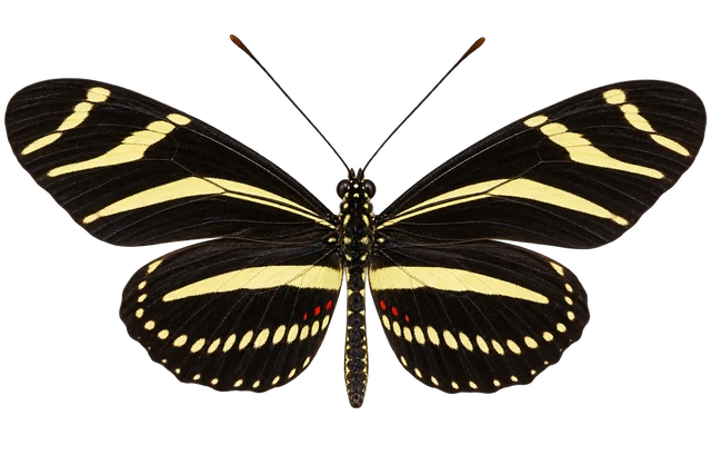 Black and white flight