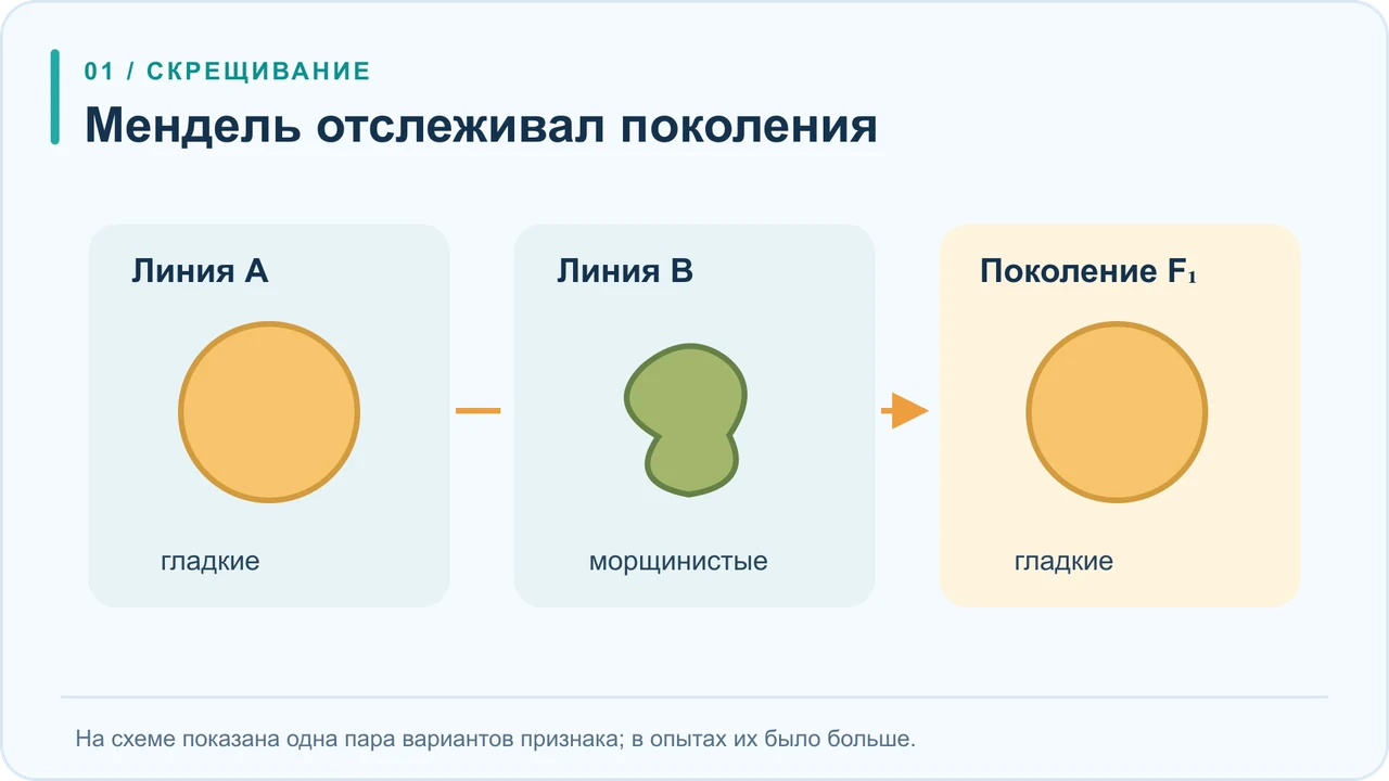 Две линии гороха с различной формой семян скрещивают вручную, затем отдельно собирают и выращивают семена потомства