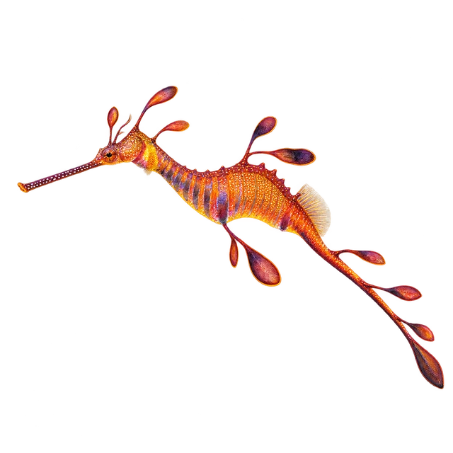 Sea Dragon Ribbons
