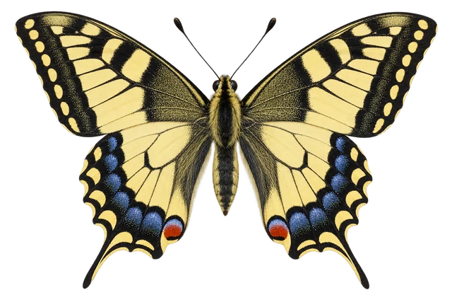 Sunny swallowtail