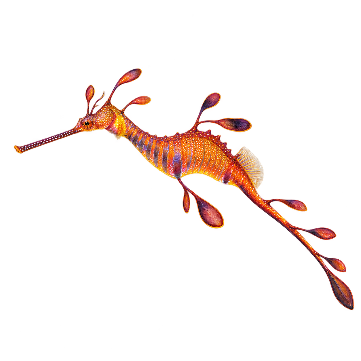 Weedy Seadragon